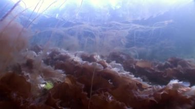 Yosunlar laminaria gıda sualtı deniz dibinin beyaz deniz Rusya'nın.