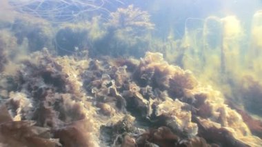 Yosunlar laminaria güneş ışığı gıda sualtı deniz dibinin beyaz deniz Rusya'nın.