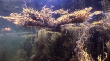 Yosunlar güneş ışığı sualtı deniz dibinin beyaz deniz Rusya'nın.