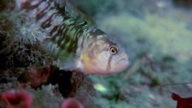 Koyun eti balık perciform su altında beyaz deniz okyanus, deniz dibinin üzerinde yılan balığı surat.