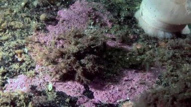 Beyaz deniz dibinin üzerinde yiyecek bulmak hios maskeleri kamuflaj sualtı Yengeç.