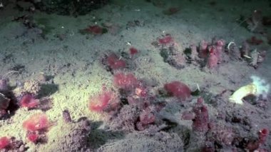 Deniz solucanları Chone infundibuliformis beyaz deniz dibinin üzerinde su altında gizlemek.