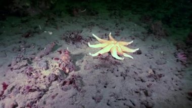 Deniz yıldızı beyaz deniz dibinin sualtı.