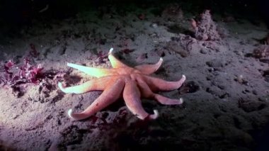 Beyaz deniz dibinin üzerinde kırmızı deniz yıldızı sualtı.