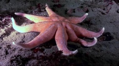 Kırmızı deniz yıldızı su altında beyaz deniz dibinin üzerinde kapatın.