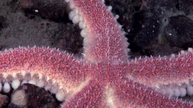 Kırmızı deniz yıldızı su altında beyaz deniz dibinin üzerinde kapatın.