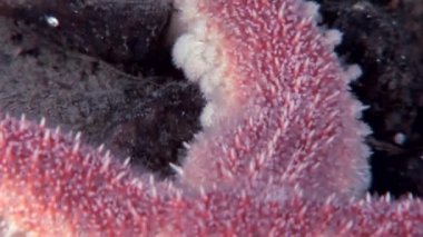 Kırmızı deniz yıldızı su altında beyaz deniz dibinin üzerinde kapatın.