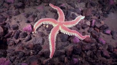 Kırmızı deniz yıldızı su altında beyaz deniz dibinin üzerinde kapatın.