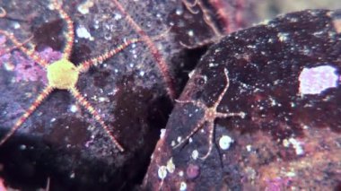 Ophiuroidea derisidikenliler denizyıldızı su altında beyaz deniz dibinin üzerinde kapatın.