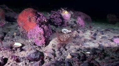 Kırmızı anemone actinia yakın çekim su altında beyaz deniz dibinin üzerinde.