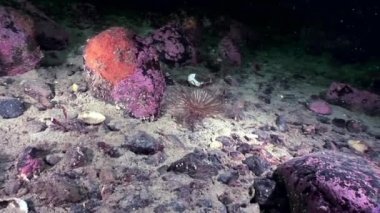 Kırmızı anemone actinia yakın çekim su altında beyaz deniz dibinin üzerinde.