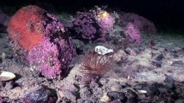 Kırmızı anemone actinia yakın çekim su altında beyaz deniz dibinin üzerinde.