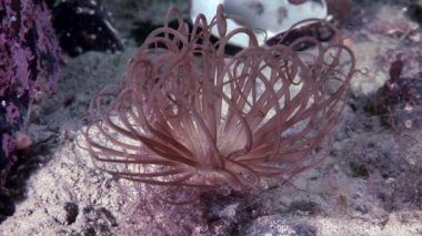 Kırmızı anemone actinia yakın çekim su altında beyaz deniz dibinin üzerinde.