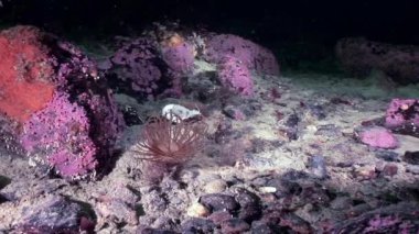 Kırmızı anemone actinia yakın çekim su altında beyaz deniz dibinin üzerinde.