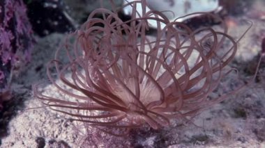 Kırmızı anemone actinia yakın çekim su altında beyaz deniz dibinin üzerinde.