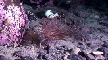 Kırmızı anemone actinia yakın çekim su altında beyaz deniz dibinin üzerinde.