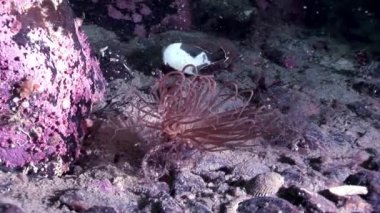 Kırmızı anemone actinia yakın çekim su altında beyaz deniz dibinin üzerinde.