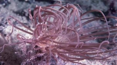 Kırmızı anemone actinia yakın çekim su altında beyaz deniz dibinin üzerinde.