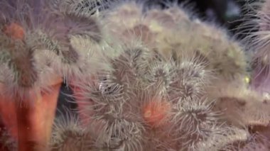 Scuba diver ve beyaz kabarık metridium su altında beyaz deniz dibinin üzerinde.