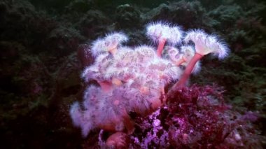 Beyaz kabarık metridium su altında beyaz deniz dibinin üzerinde.