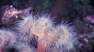 Beyaz kabarık metridium su altında beyaz deniz dibinin üzerinde.