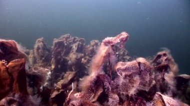 Yosunlar laminaria güneş ışığı gıda sualtı deniz dibinin beyaz deniz Rusya'nın.