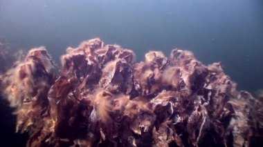 Yosunlar laminaria güneş ışığı gıda sualtı deniz dibinin beyaz deniz Rusya'nın.