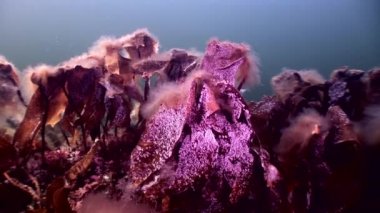 Yosunlar laminaria güneş ışığı gıda sualtı deniz dibinin beyaz deniz Rusya'nın.