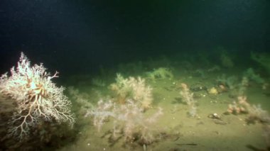 Gorgonian ve beyaz tüylü yumuşak mercan sualtı beyaz deniz dibinin üzerinde.
