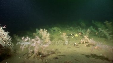 Gorgonian ve beyaz tüylü yumuşak mercan sualtı beyaz deniz dibinin üzerinde.