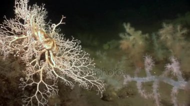 Gorgonian ve beyaz tüylü yumuşak mercan sualtı beyaz deniz dibinin üzerinde.