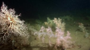 Gorgonian ve beyaz tüylü yumuşak mercan sualtı beyaz deniz dibinin üzerinde.