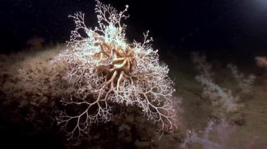 Gorgonian ve beyaz tüylü yumuşak mercan sualtı beyaz deniz dibinin üzerinde.