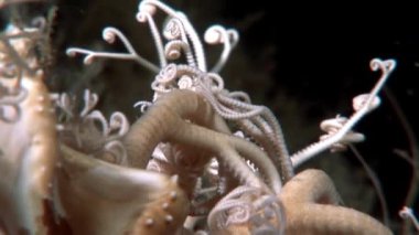 Gorgonian tatlı su altında beyaz deniz dibinin.