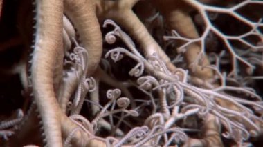 Gorgonian tatlı su altında beyaz deniz dibinin.
