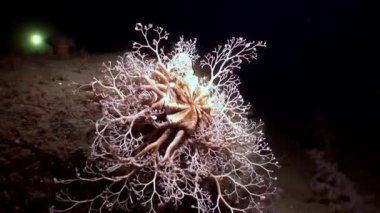 Gorgonian tatlı su altında beyaz deniz dibinin.