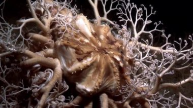 Gorgonian tatlı su altında beyaz deniz dibinin.