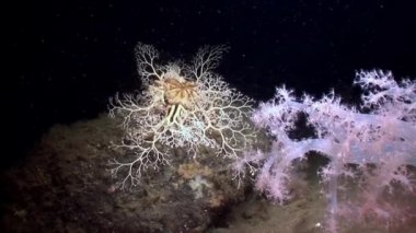 Gorgonian ve beyaz tüylü yumuşak mercan sualtı beyaz deniz dibinin üzerinde.