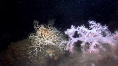 Gorgonian ve beyaz tüylü yumuşak mercan sualtı beyaz deniz dibinin üzerinde.