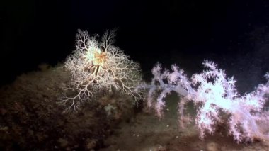 Gorgonian ve beyaz tüylü yumuşak mercan sualtı beyaz deniz dibinin üzerinde.