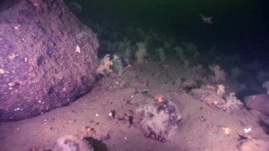 Beyaz tüylü yumuşak mercan sualtı beyaz deniz dibinin üzerinde.