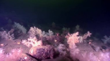 Beyaz tüylü yumuşak mercan sualtı beyaz deniz dibinin üzerinde.