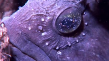 Su altında beyaz deniz okyanus, deniz dibinin üzerinde Lancet balık yayın balığı.