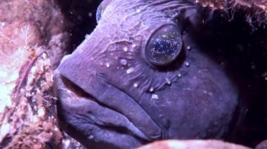 Su altında beyaz deniz okyanus, deniz dibinin üzerinde Lancet balık yayın balığı.