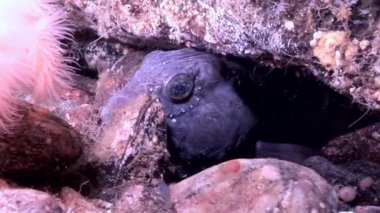 Su altında beyaz deniz okyanus, deniz dibinin üzerinde Lancet balık yayın balığı.