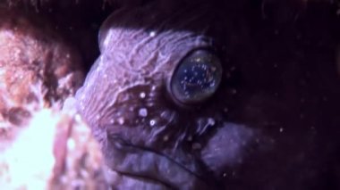 Su altında beyaz deniz okyanus, deniz dibinin üzerinde Lancet balık yayın balığı.