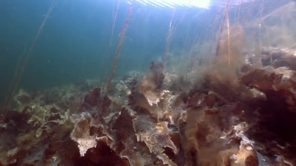 Zeewier laminaria voedsel onderwater zeebodem van witte zee Rusland. — Stockvideo