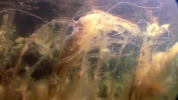 Wodorosty morskie światło słoneczne podwodne dna morskiego morze białe Rosji. — Wideo stockowe