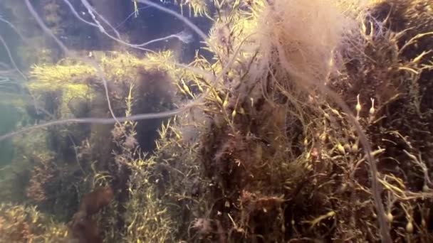 Sjögräs solljus undervattens havsbotten i vita havet Ryssland. — Stockvideo
