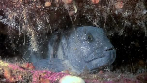 Lancet vis meerval op zeebodem onderwater in de oceaan van witte zee. — Stockvideo